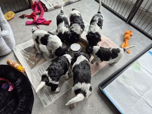 Schapendoes N-nest van de Roeskebeer